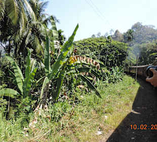 Durch wunderschöne Vegetation