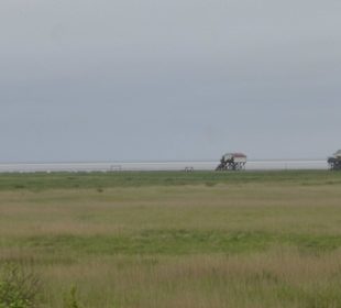 Blick über die Salzwiesen hinweg zur Nordsee