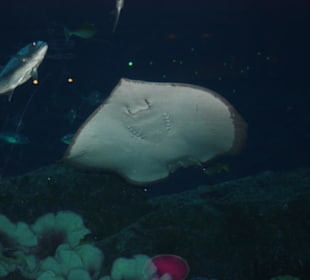 Ein Bewohner des Aquariums 