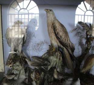 Ekspozycja trofeow mysliwskich.