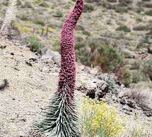 Teide Nationalpark 