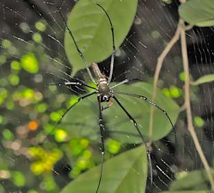 "Bewohner" des Baku Nationalpark