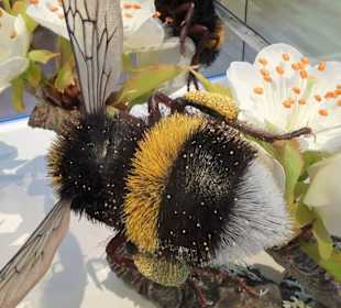 Exponate des Naturkundemuseums Coburg