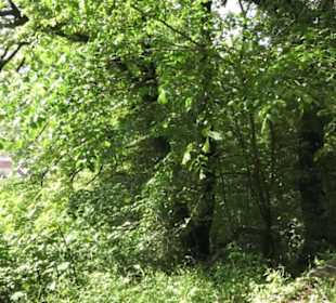Burgruine Hohenstaufen