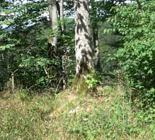 Burgruine Blankenstein