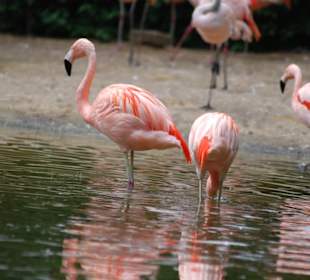 Flamingos