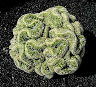 Kaktus im Jardin de Cactus