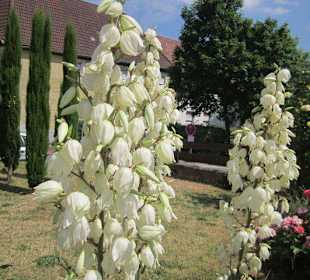Blumenpracht in Edenkoben