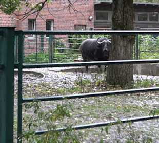 Tierpark