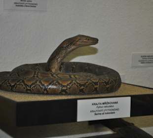Národní muzeum