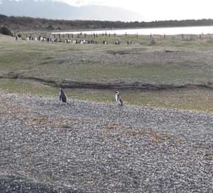 Bootsfahrt Beaglekanal