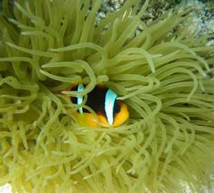 Anemonenfisch in der Badewanne
