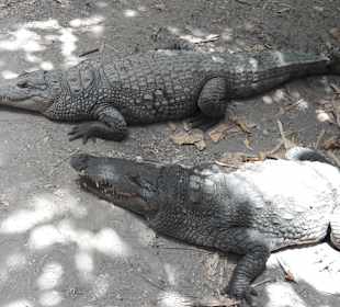 Kachikally Krokodil Park