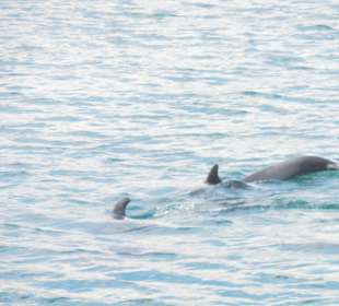 Delphine im Hafen von Nessebar