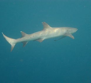 Weißspitzenriffhai mit Schiffshalter