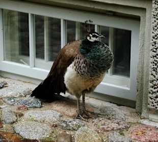 Zwierzęta mieszkające w parku