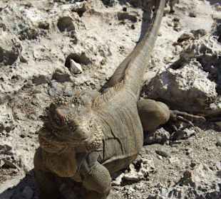 Auf der Leguaninsel