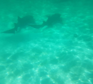 Ammenhaie Marinarium