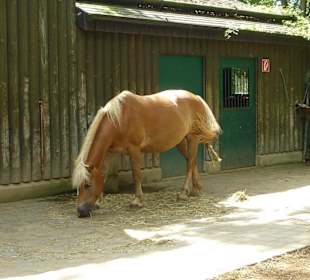 Haflinger