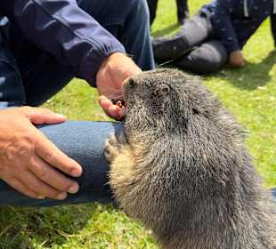 Wandern Ramsau am Dachstein
