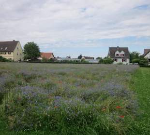 Insel Reichenau am Münster