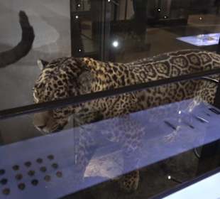 Museum für Naturkunde