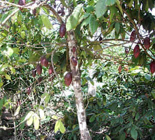 Kakaobaum mit Früchten