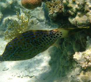 Die schöne Unterwasserwelt am Sentido