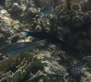 Schöne Unterwasserwelt