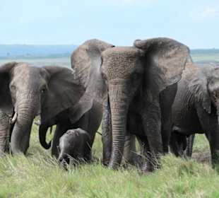Masai Mara 