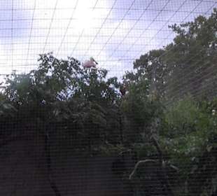 Vogelfreifluggelände