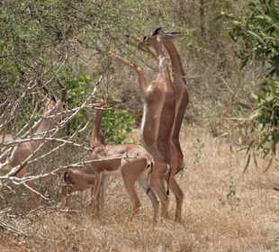 Eindrücke im Tsavo Ost; Giraffenantilopen 