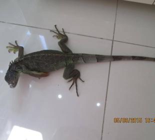 Neue Waechter bei uns