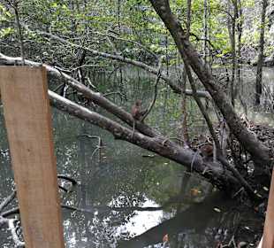 Mangroventour Peter Höfinger