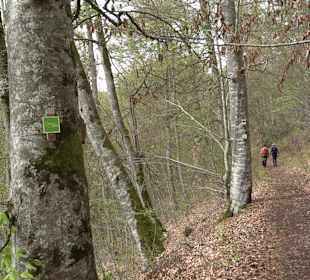 Eiszeitpfad - Burgfelsenpfad
