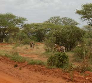 Tsavo Ost