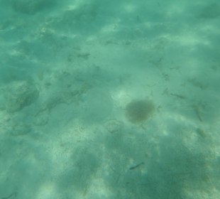 Unterwasserwelt Bootstour Utopia