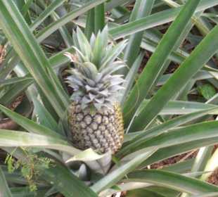 Ananaspflanze