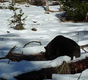 Braunbär
