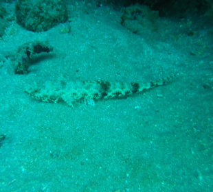 Krokodilfisch