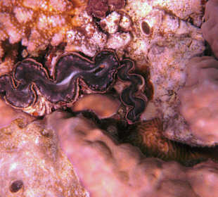 Muscheln in der Nachbarbucht Abu Dabab