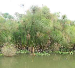Papirus