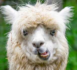 Alpaka im WIldpark Müden