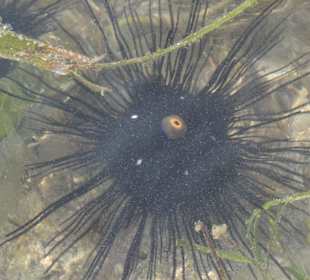 Seeigel bei unserer Ebbewanderung in einem Tümpel