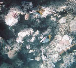 Un particolare del fondale