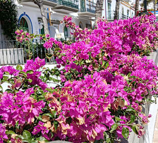 Der Hafen von Playa de Mogan!