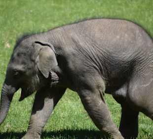 Asiatischer Elefant