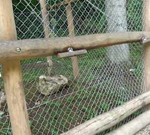 Phäno-Pfad Aichstetten