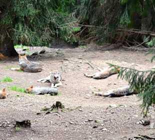 Wolfsrudel in Lohberg, lohnt sich!
