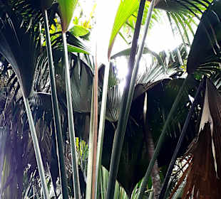 Nationalpark Valleé de Mai